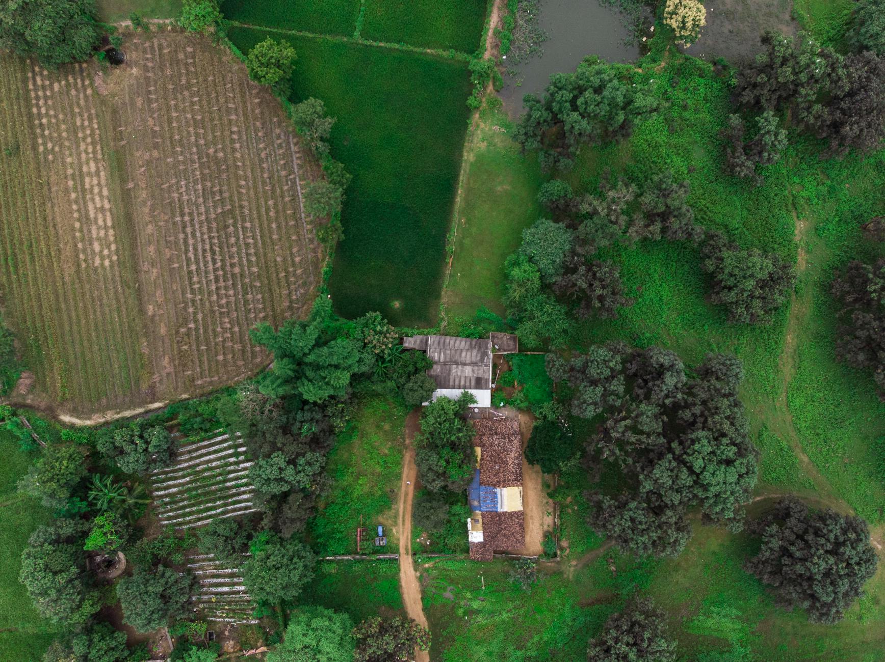 An aerial view of lush green fields and a traditional Assamese house in rural Assam, showcasing the region's natural beauty and cultural heritage.